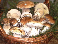 Abetone funghi